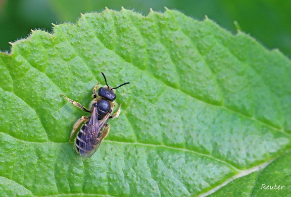 Furchenbiene (Halictus simplex)